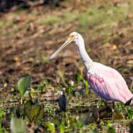 Roseate Spoonbill