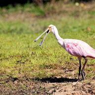 Roseate Spoonbill