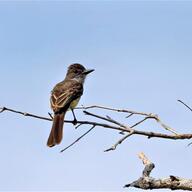 Short-crested Flycatcher