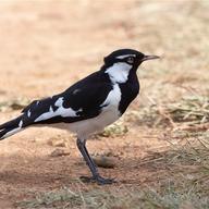 Magpie-lark