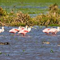 Roseate Spoonbill