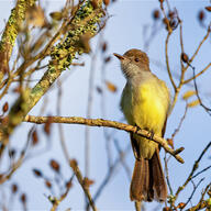 Short-crested Flycatcher