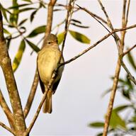 Southern Beardless Tyrannulet