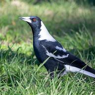 Australian Magpie