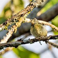 Fire-breasted Flowerpecker