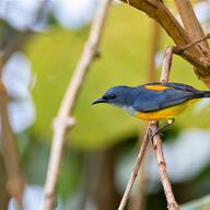 Orange-bellied Flowerpecker