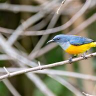 Orange-bellied Flowerpecker