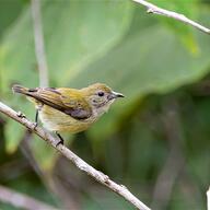 Scarlet-backed Flowerpecker