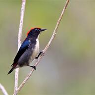 Scarlet-backed Flowerpecker