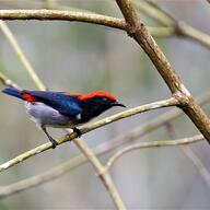 Scarlet-backed Flowerpecker