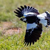 Magpie-lark