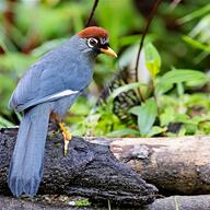 Chestnut-capped Laughingthrush