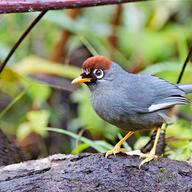 Chestnut-capped Laughingthrush