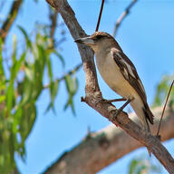 Pied Butcherbird