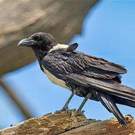 Pied Crow