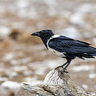 Pied Crow