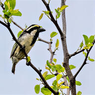 Acacia Pied Barbet