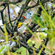 Red-fronted Tinkerbird