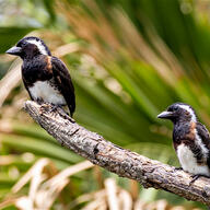 White-eared Barbet