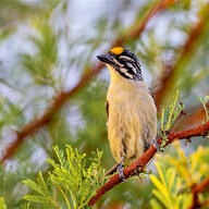 Yellow-fronted Tinkerbird