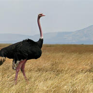 Common Ostrich