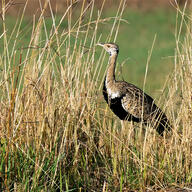 Black-bellied Bustard