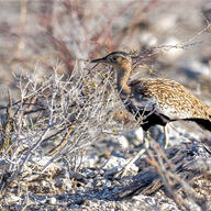 Red-crested Korhaan