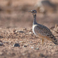 Great Bustard