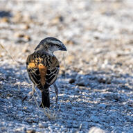 Great Sparrow