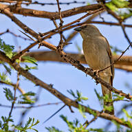 Southern Grey-headed Sparrow