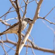 Southern Grey-headed Sparrow