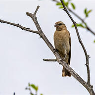 Yellow-throated Petronia