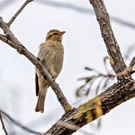 Yellow-throated Petronia