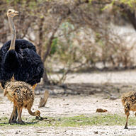 Common Ostrich