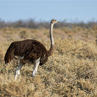 Common Ostrich