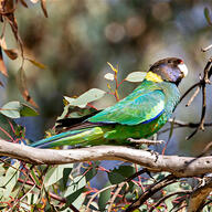 Australian Ringneck