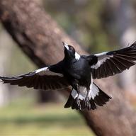 Australian Magpie