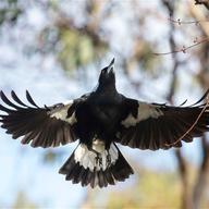 Australian Magpie