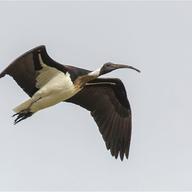 Straw-necked Ibis