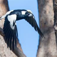 Australian Magpie