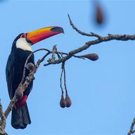 Toco Toucan