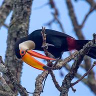 Toco Toucan