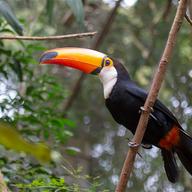 Toco Toucan