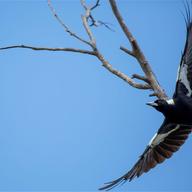 Australian Magpie