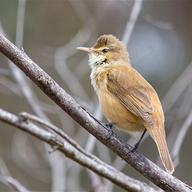 Australian Reed Warbler