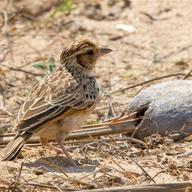 Burmese Bush Lark