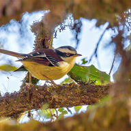 Red-tailed Minla