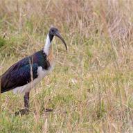 Straw-necked Ibis