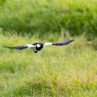 Magpie-lark