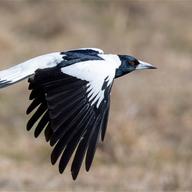 Australian Magpie